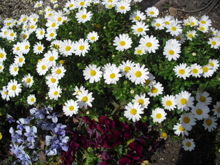 2016.3.18 花4.JPG